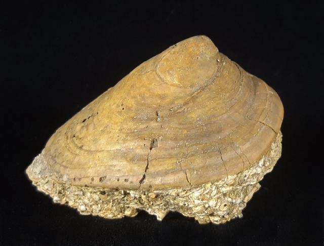 Velates perversus (GMELIN 1791) - Bild © FossNet FossilienStore